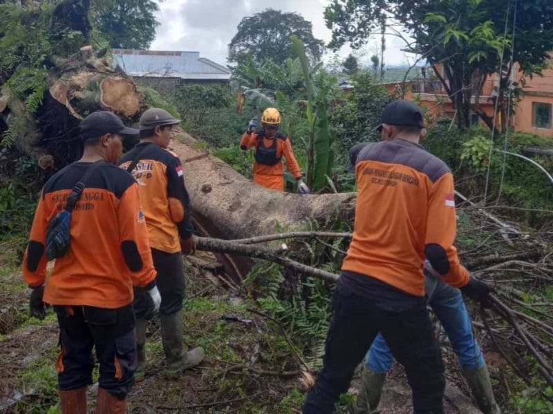 Petugas BPBD Wonosobo berusaha membersihkan pohon tumbang akibat hujan deras di Wonosobo.