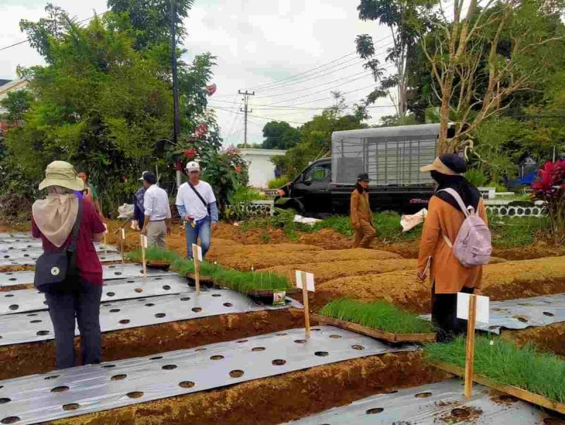 Proses uji benih bawang daun oleh Dispaperkan Kabupaten Wonosobo.