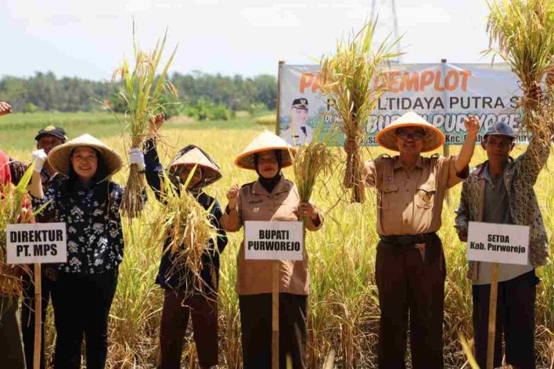 Bupati Purworejo, Yuli Hastuti panen Demplot padi di Desa Harjobinangun, Kecamatan Grabag, Selasa (14/10/2025).