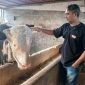 Sapi jumbo milik peternak asal Kecamatan Kalikajar, Kabupaten Wonosobo, terpilih menjadi hewan kurban Presiden RI Prabowo Subianto.