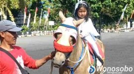 Lavanya Zeela Quintessa tampil ceria menunggangi kuda di Pendopo Kabupaten Wonosobo, Jumat (24/7/2026)