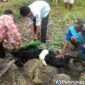 Pemotongan kambing yang merupakan salah satu prosesi tradisi sedekah mbah buyut di Purworejo.