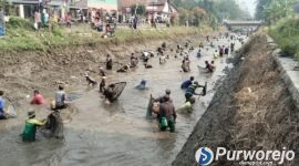 Ribuan warga memadati Irigasi Silekor. Mereka antusias mengikuti Tradisi Gogoh Ikan pada Minggu (2/8/2026).