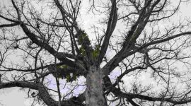 Pohon Randu Alas (Bombax ceiba L.) berusia sekitar 200–300 tahun yang menjadi ikon wisata Desa Tuksongo, Kecamatan Borobudur, Magelang.